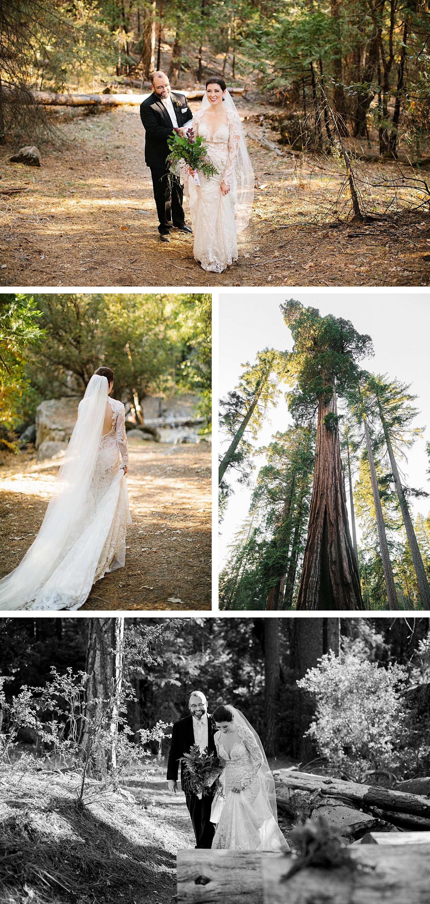 Yosemite Wedding forest trees