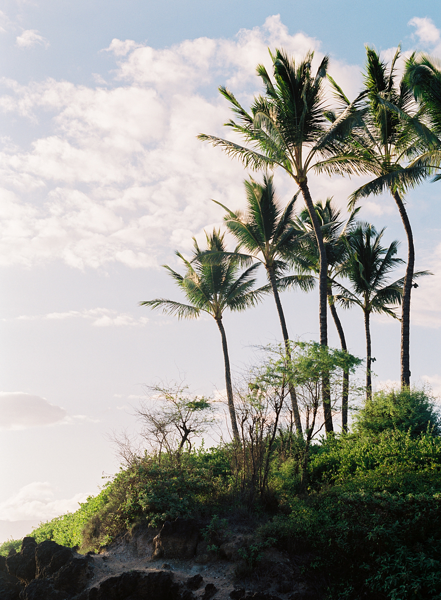 hawaii palm trees beach