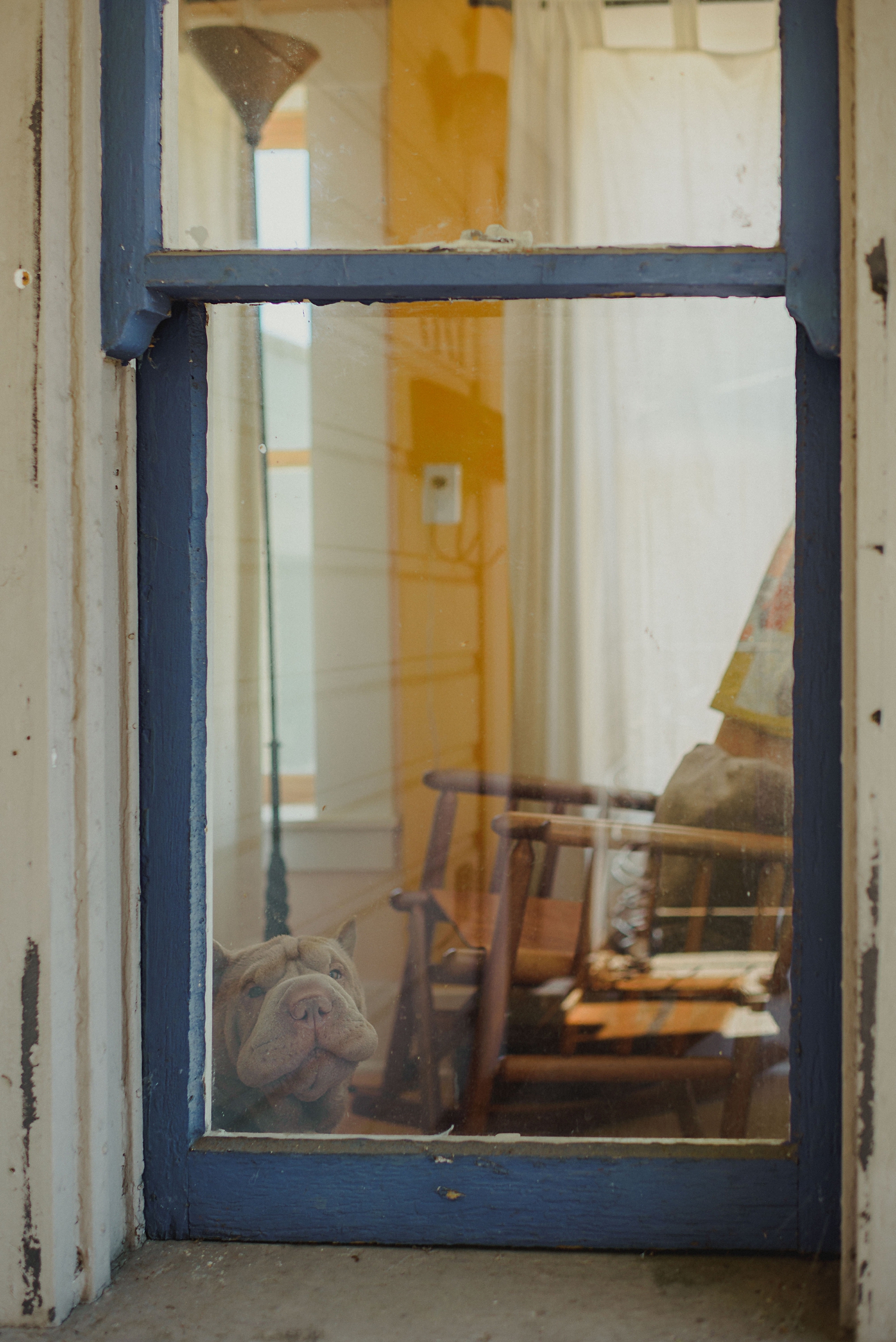 portland oregon dog in window