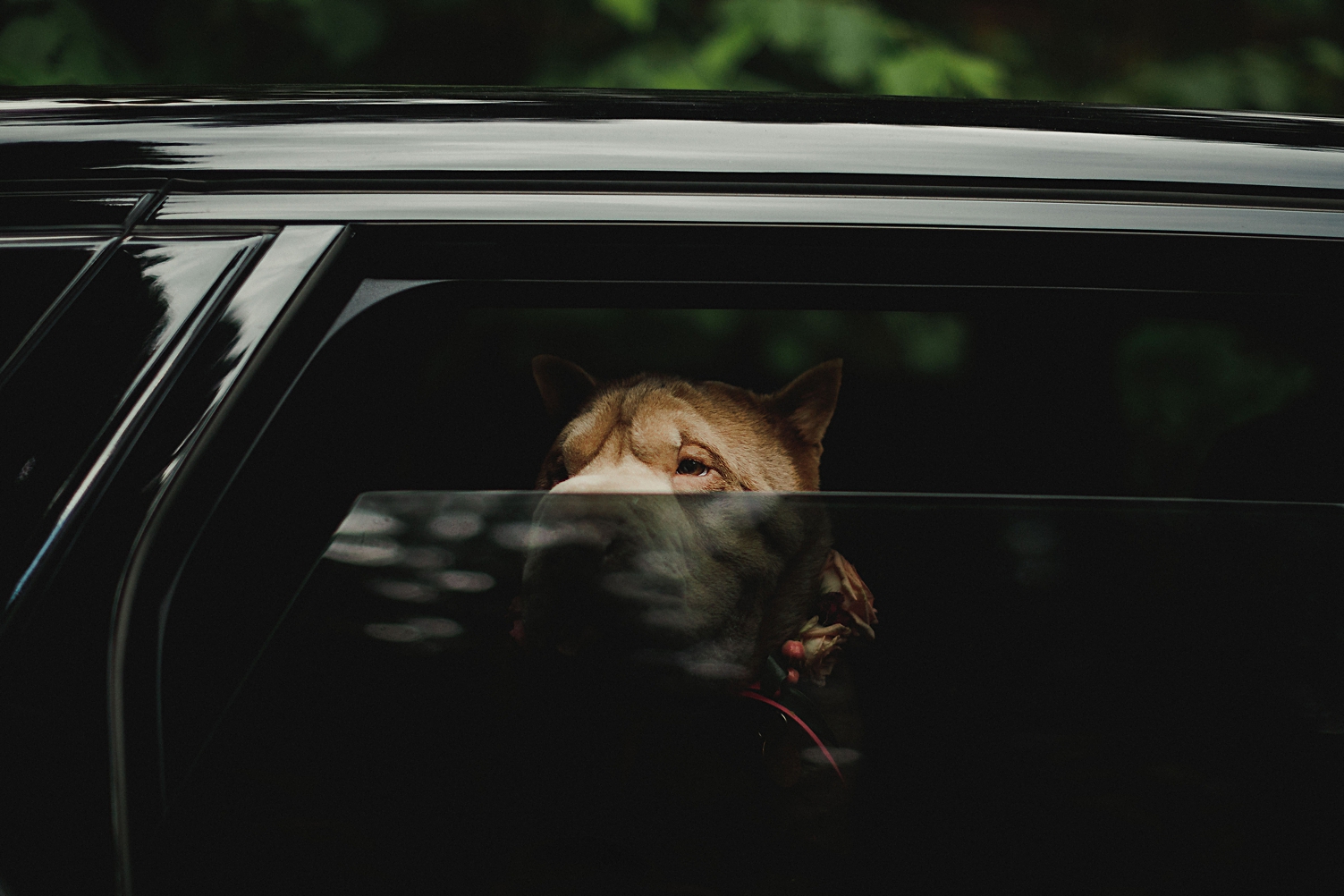 dog in car window
