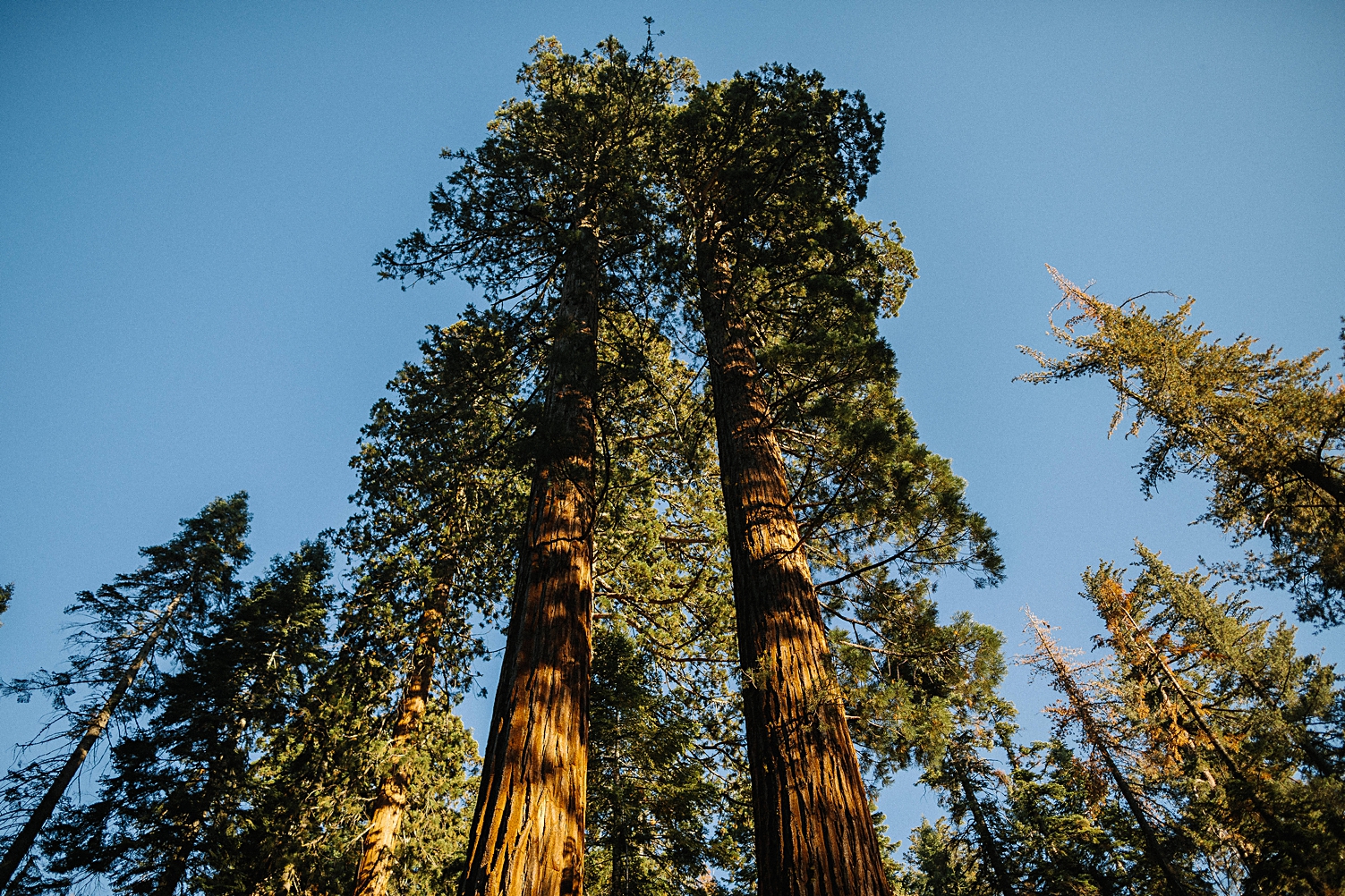 Yosemite redwood trees