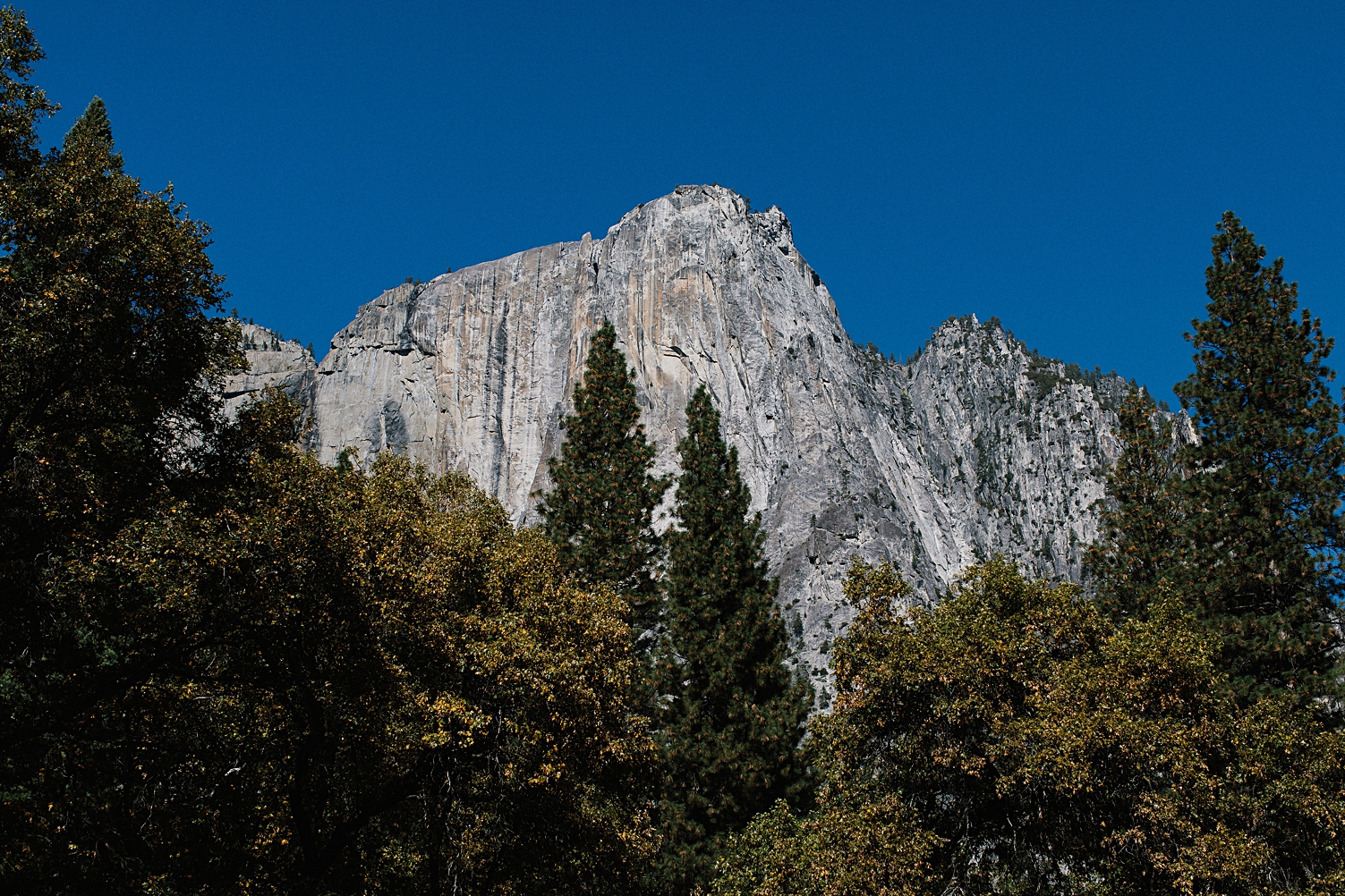 Yosemite elopement photographer wedding meadow