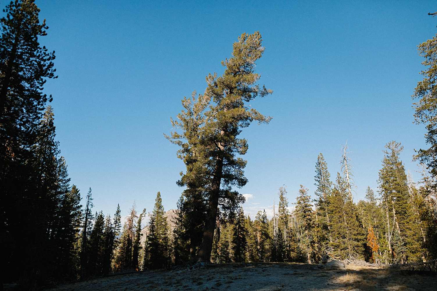 Yosemite wedding Taft Point hike tree leaning