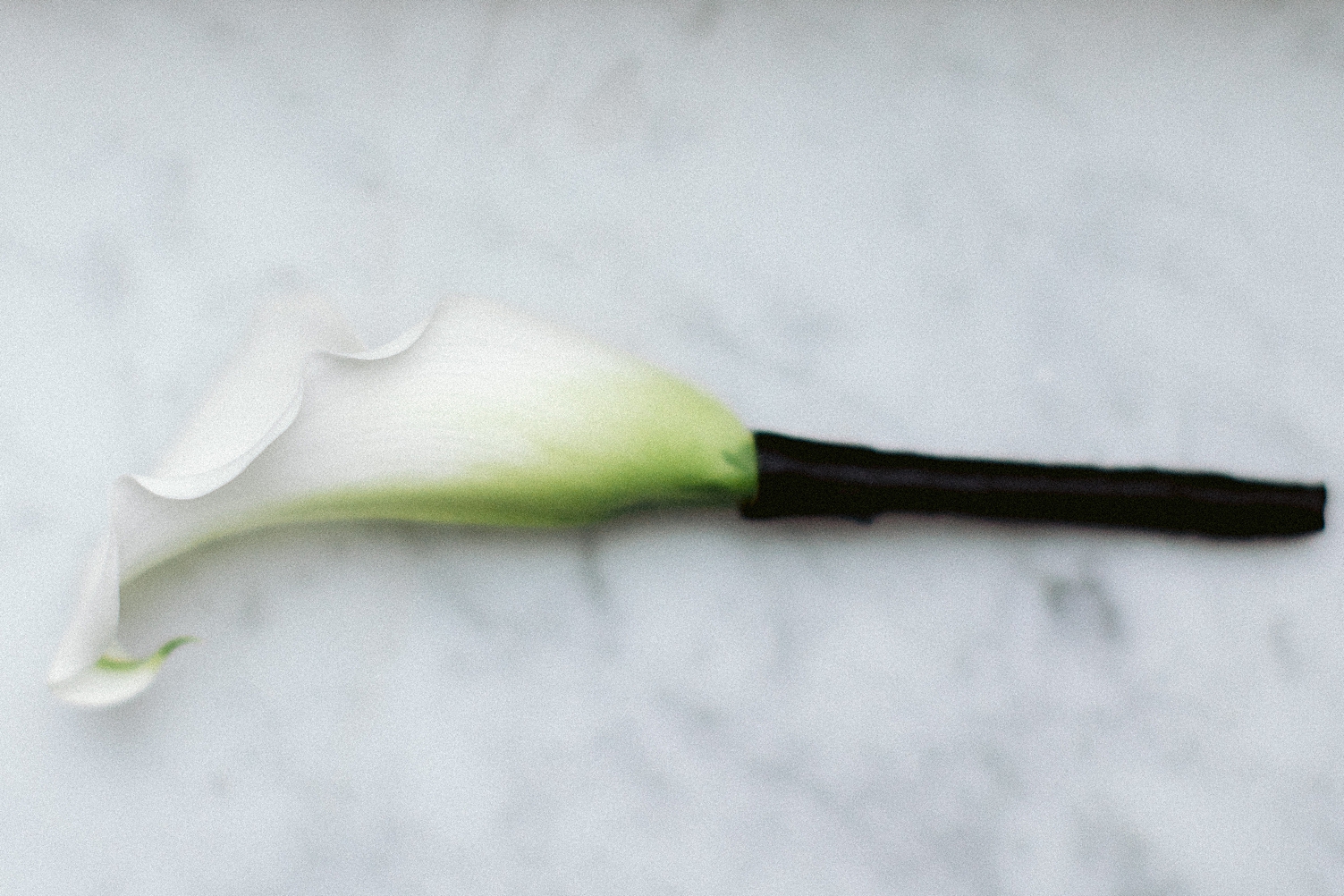 groom boutonniere white