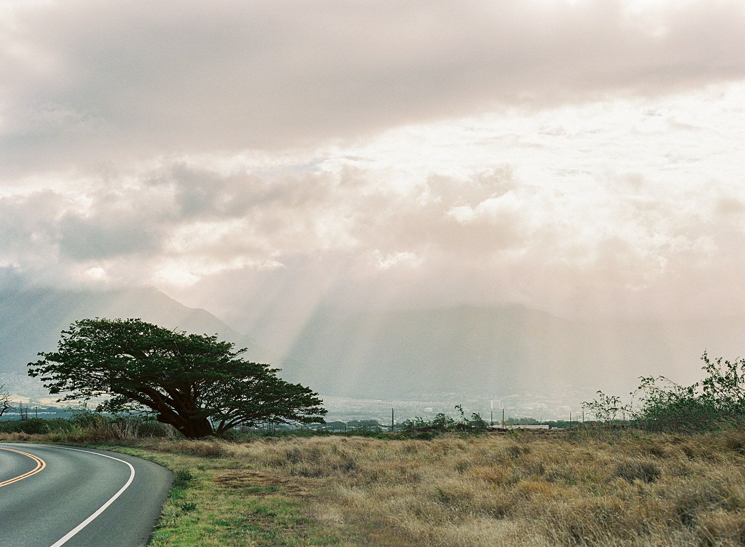 sunlight shining down on Maui tree by road on film