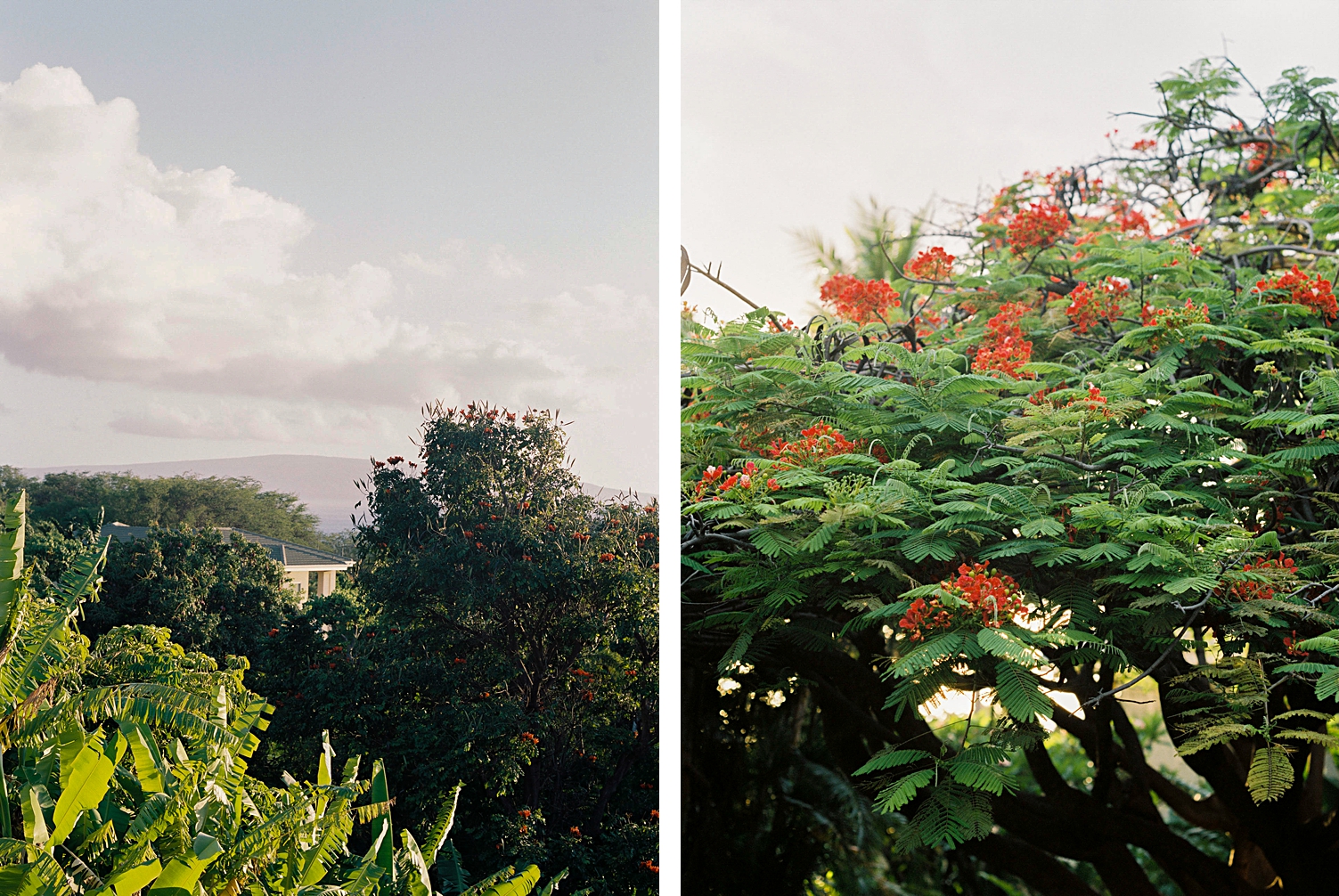 Hotel Wailea Maui film honeymoon red flowers