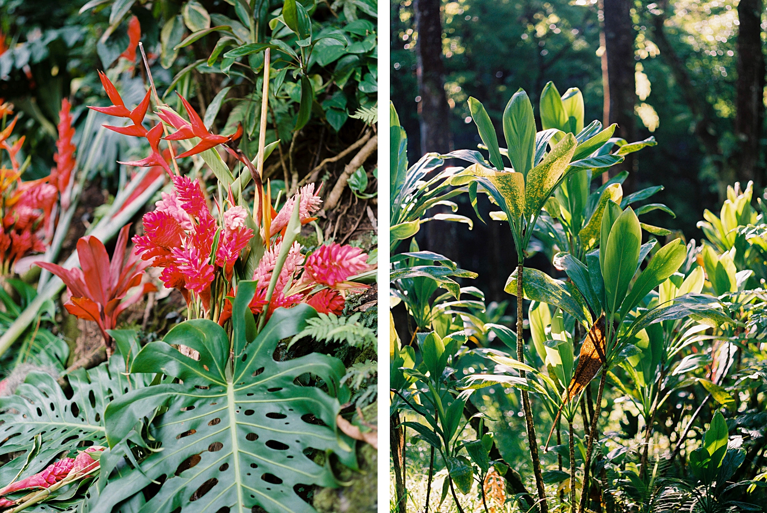 Ke'anae Arboretum flowers plants on Road to Hana Maui