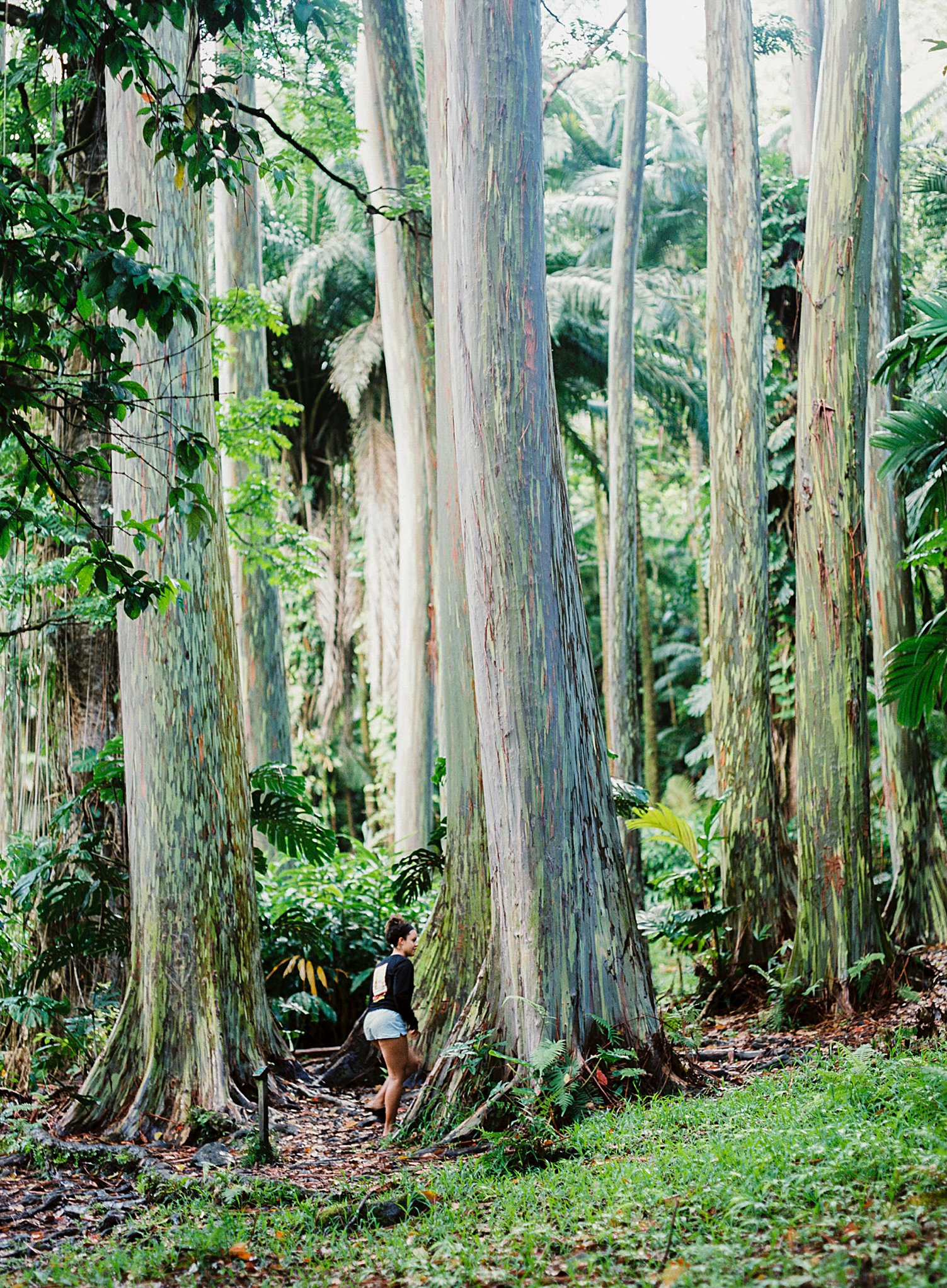 Ke'anae Arboretum Rainbow Eucalyptus Trees on Road to Hana Maui