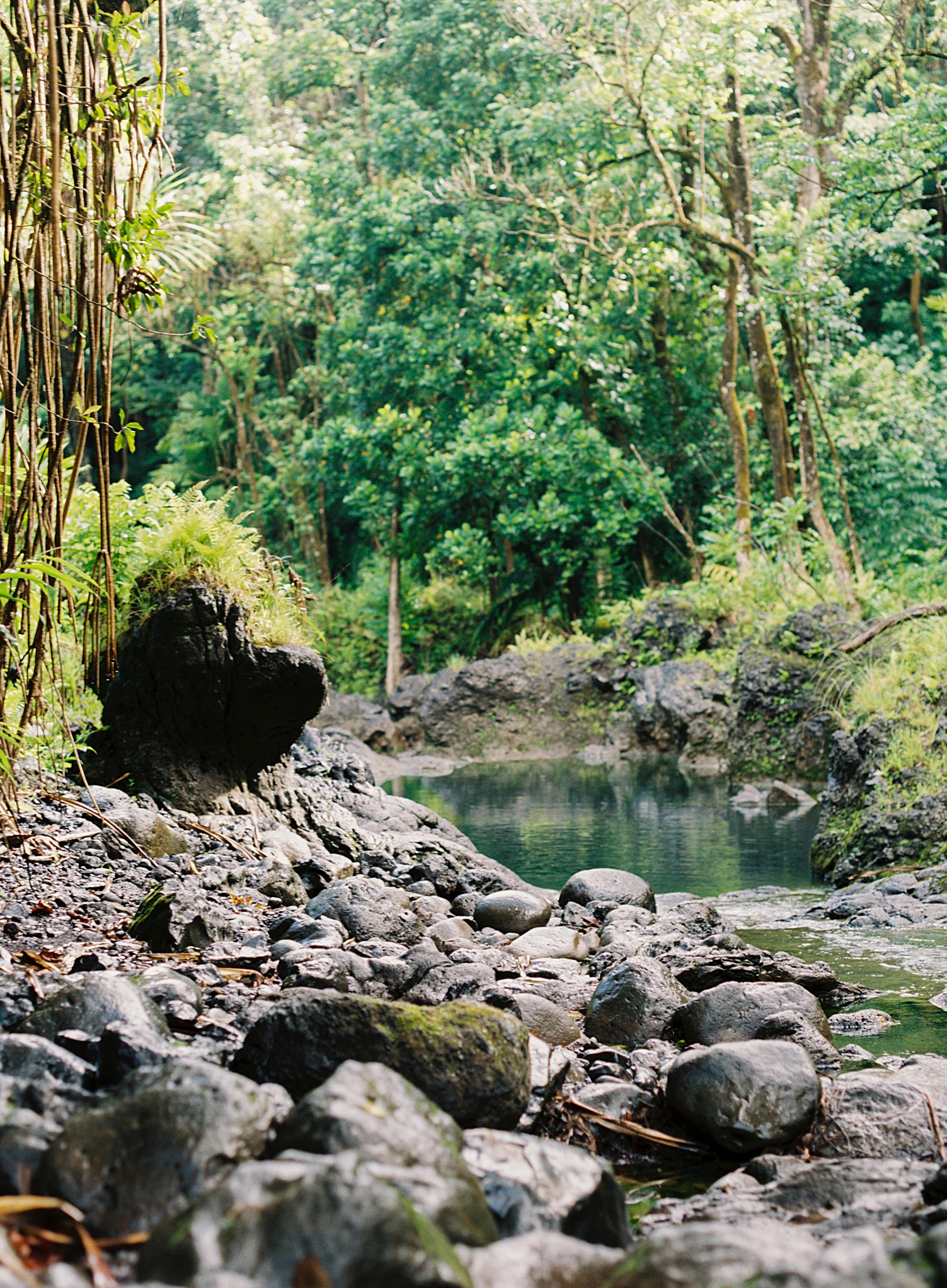 Pi'ina'au Stream in Ke'anae Arboretum on Road to Hana Maui