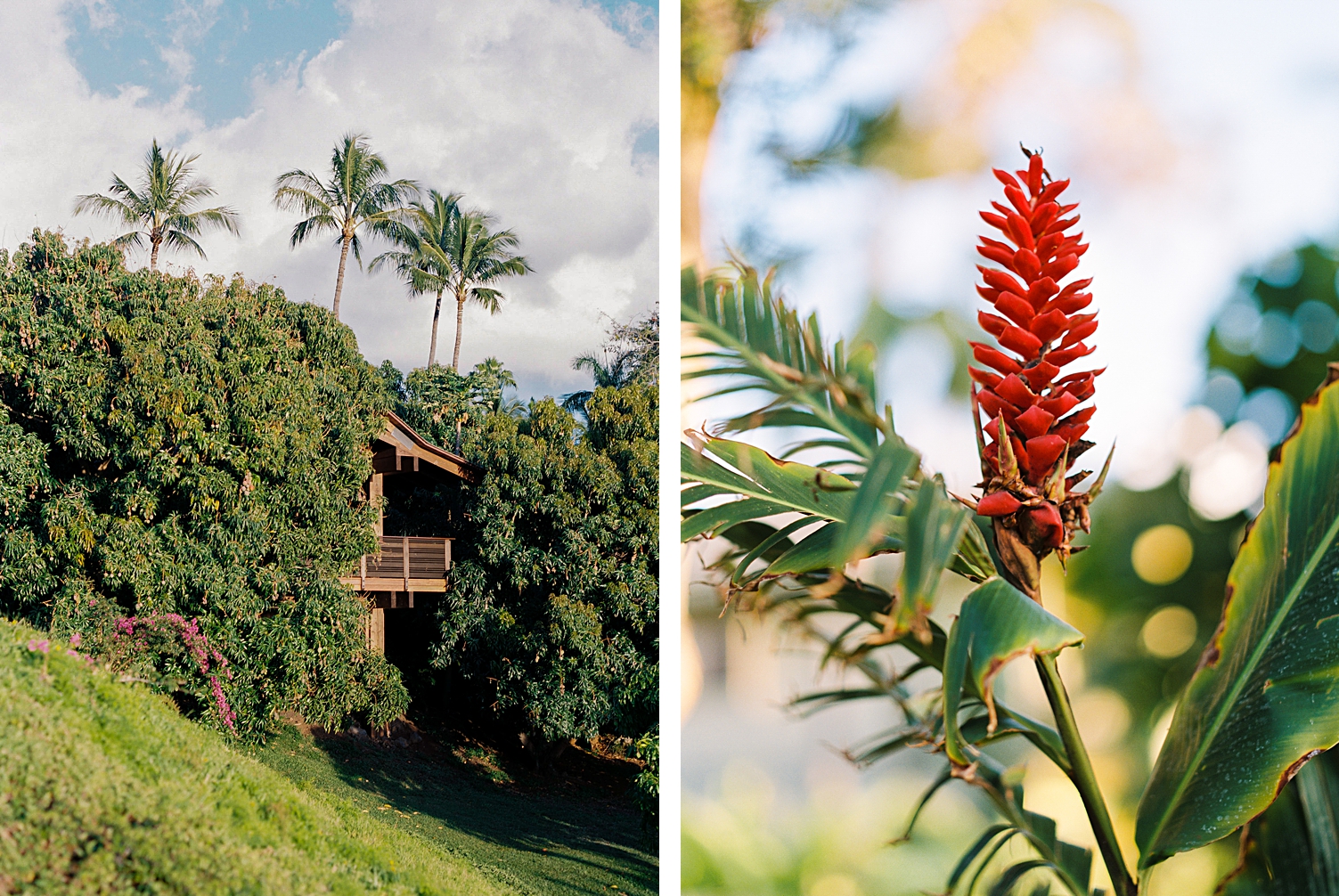 Hotel Wailea treehouse on Maui with red Hawaii flower 
