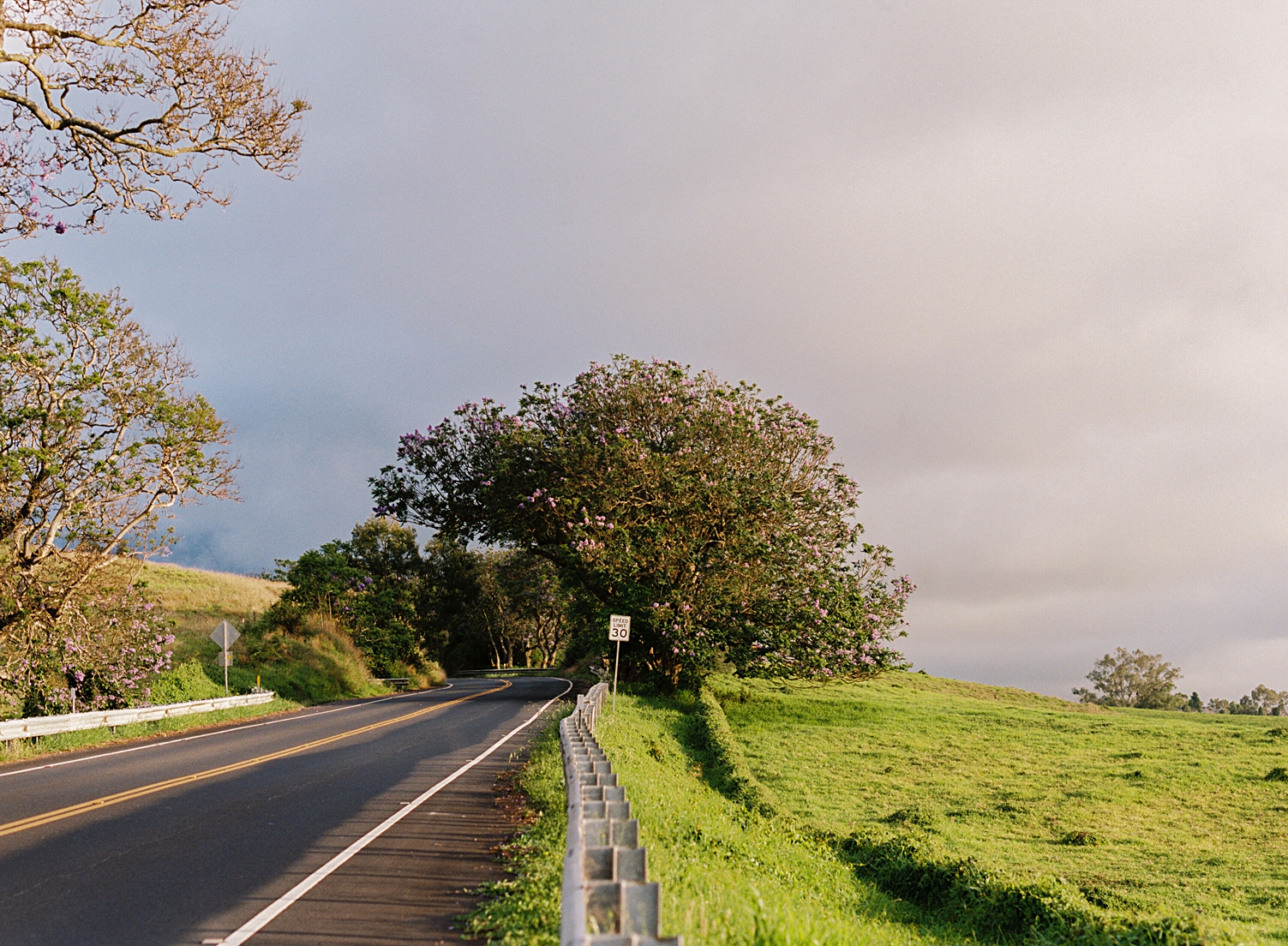 Haleakalā Highway tree green pastures Maui Hawaii
