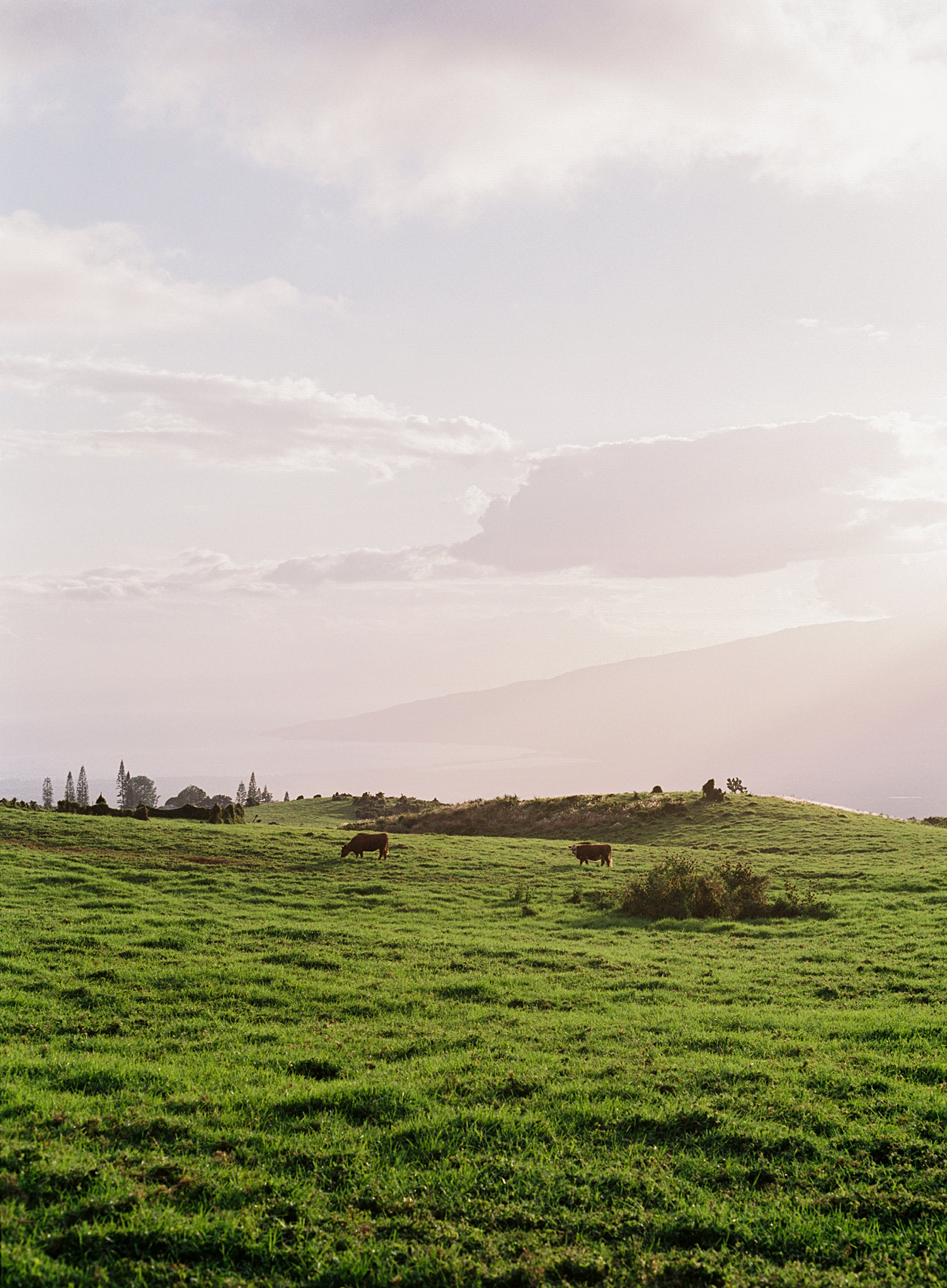 green pastures cows sunset over Maui Hawaii