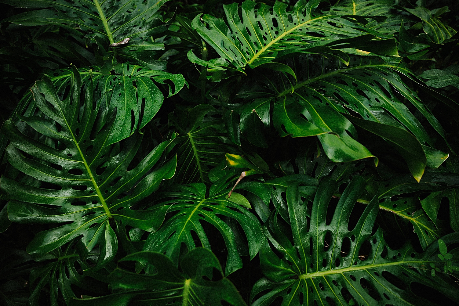 tropical ferns green 