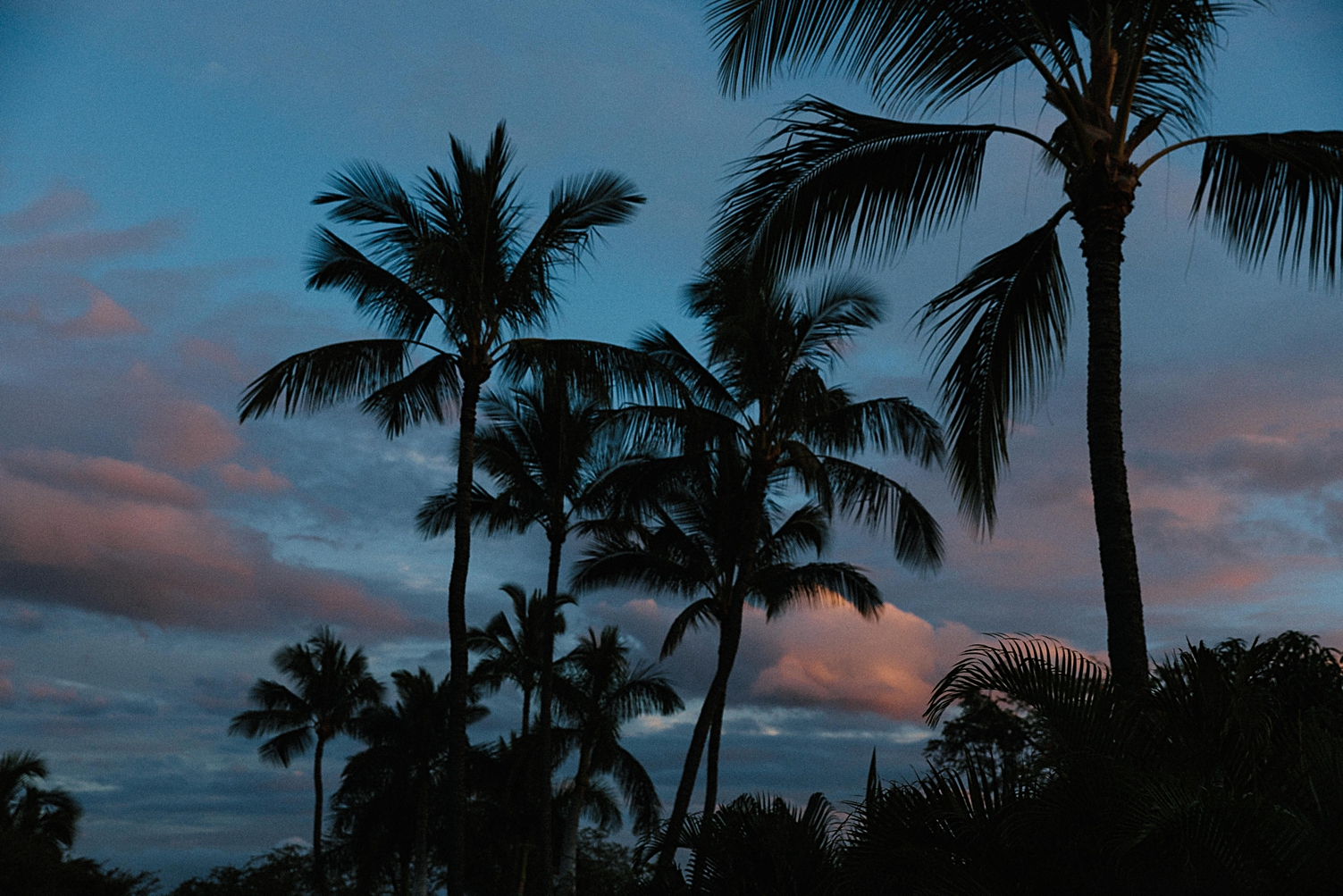 Maui sunset palm trees pink blue sky