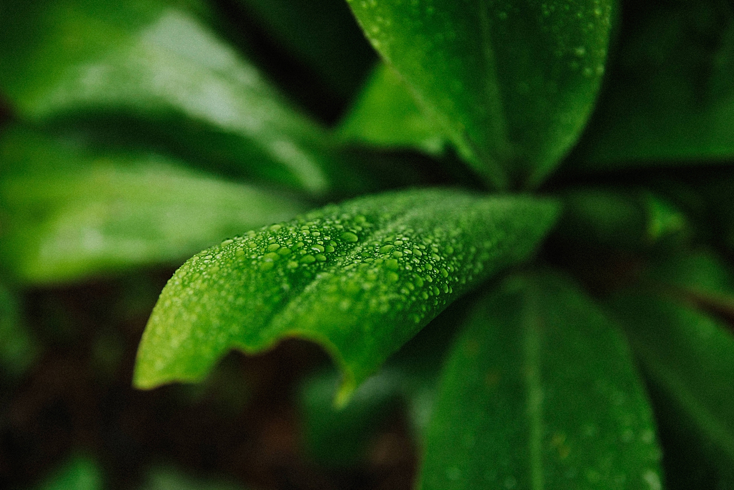 green leaf water drops close up maui