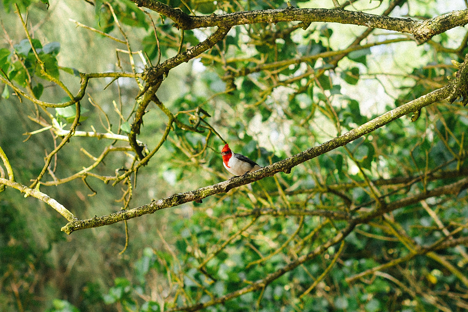 red maui bird in tree
