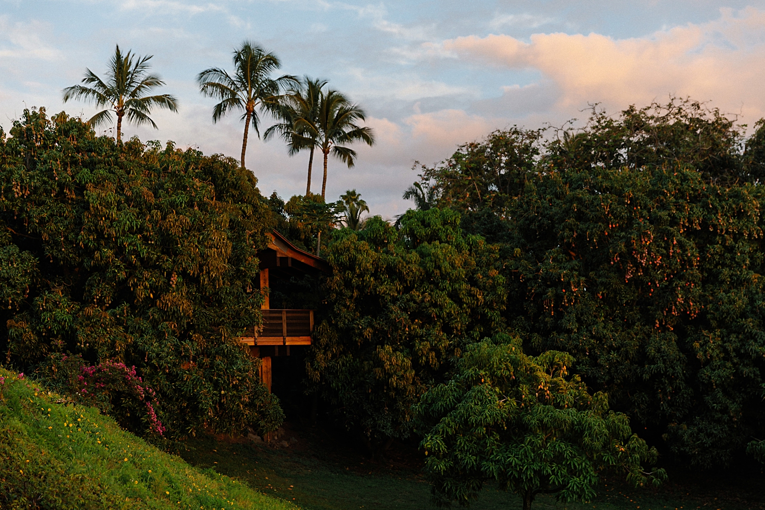 Hotel Wailea treehouse hawaii sunset Maui