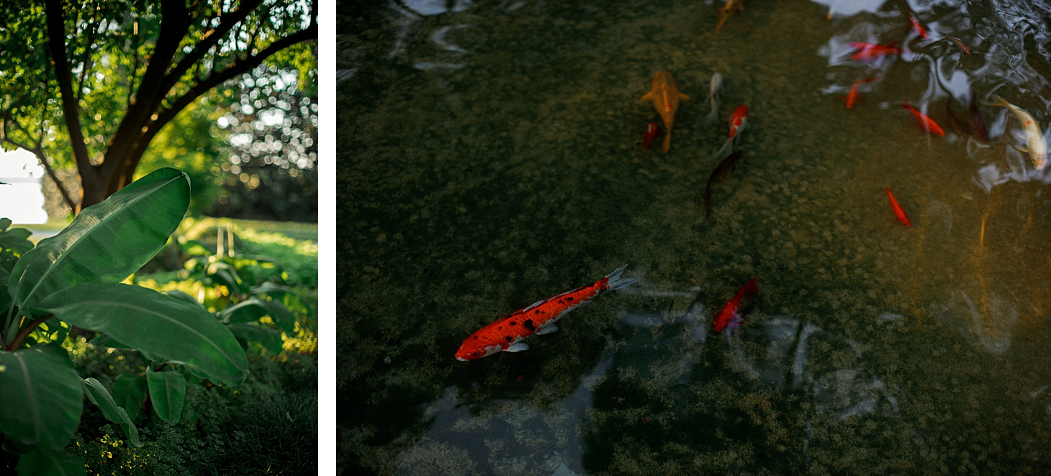 koi fish in pond dallas arboretum