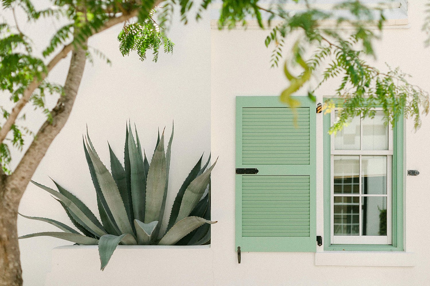 Alys Beach Florida Green shutters and green plant on white wall