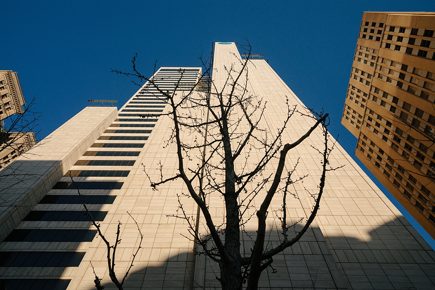 white high rise building behind silhouette of tree against blue sky