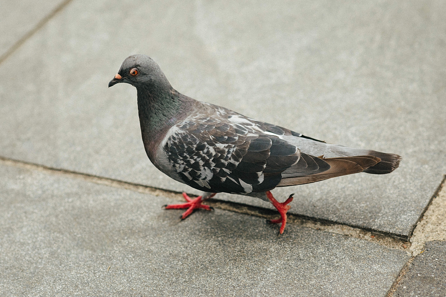 pigeon walking on concrete