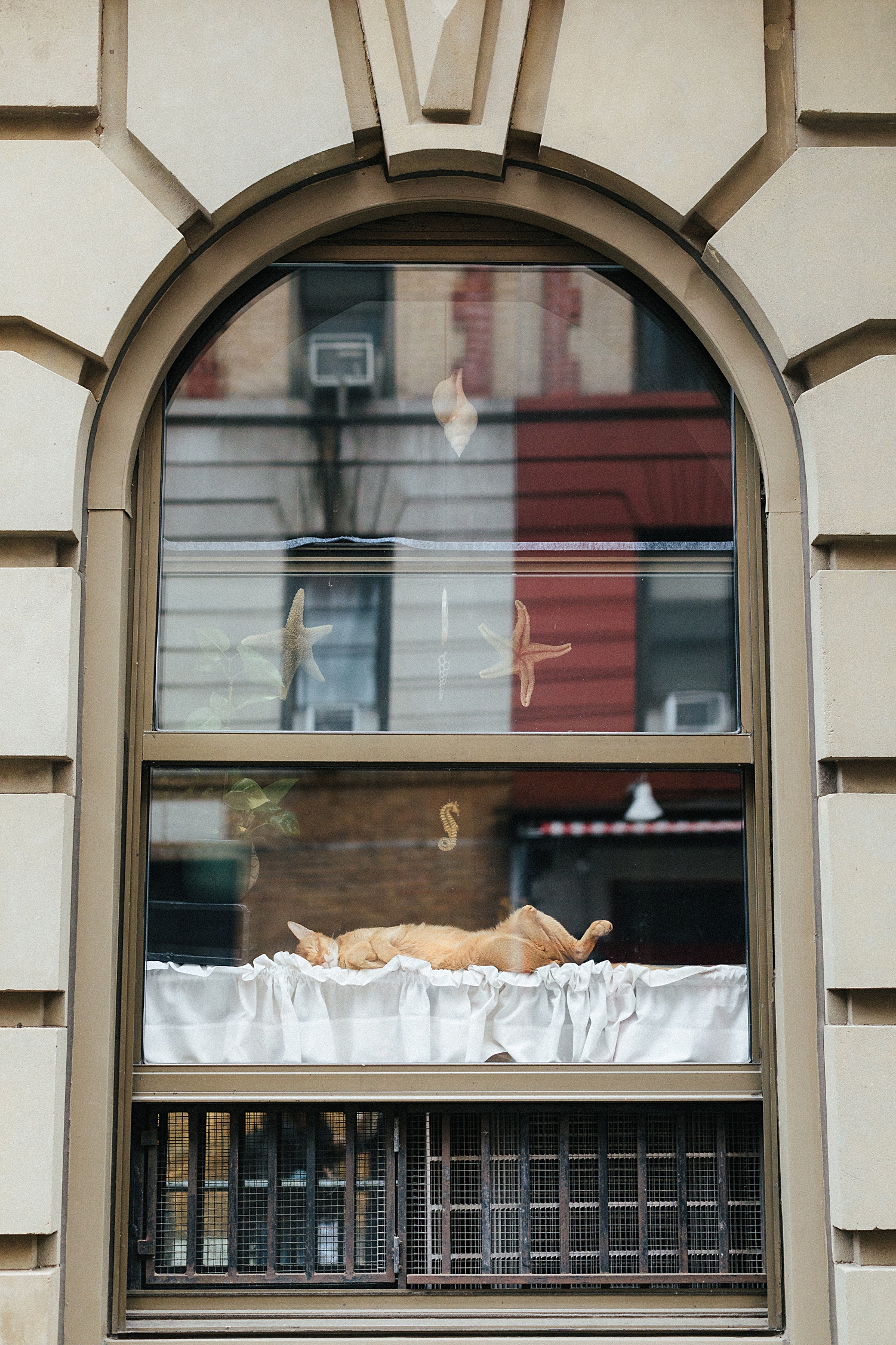 orange cat laying on back in new york city window