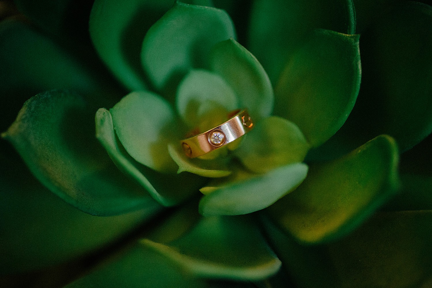 Gold Cartier ring sitting in green plant