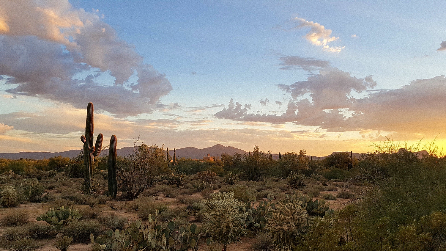 Cactus and mountain landscape at sunset Arizona