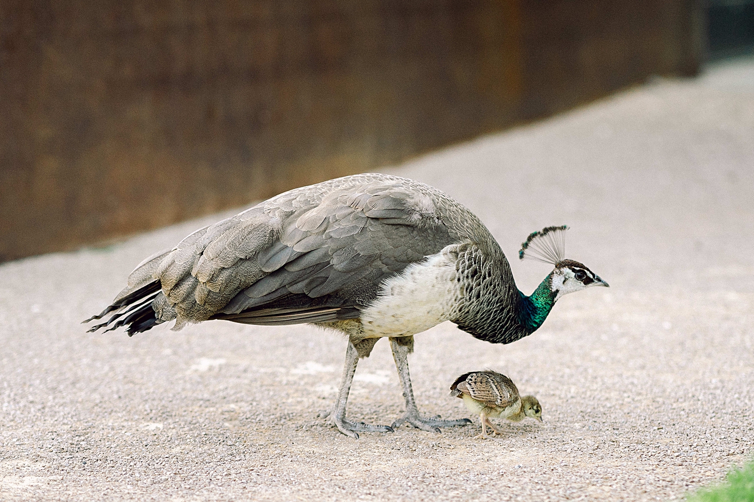Peacock mother and chick