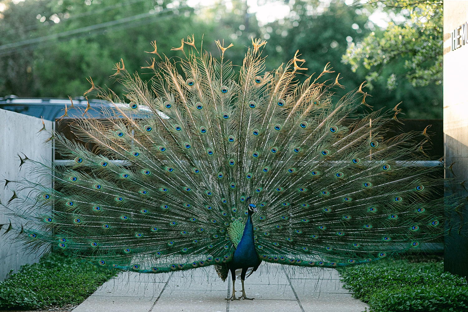Peacock with feathers spread green and blue