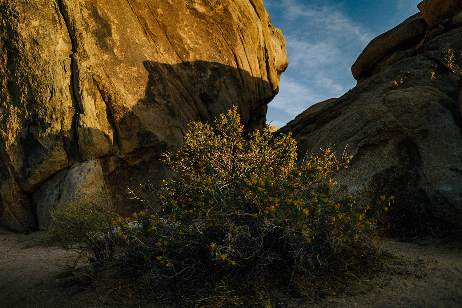 Yellow flowering plan in front of orange rock and blue sky in Joshua Tree National Park