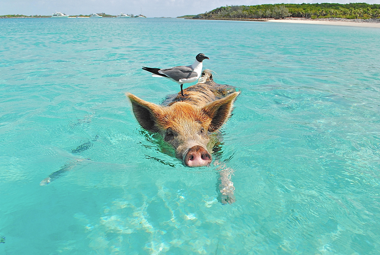sea bird standing on a swimming pig in turqouise ocean water Bahamas