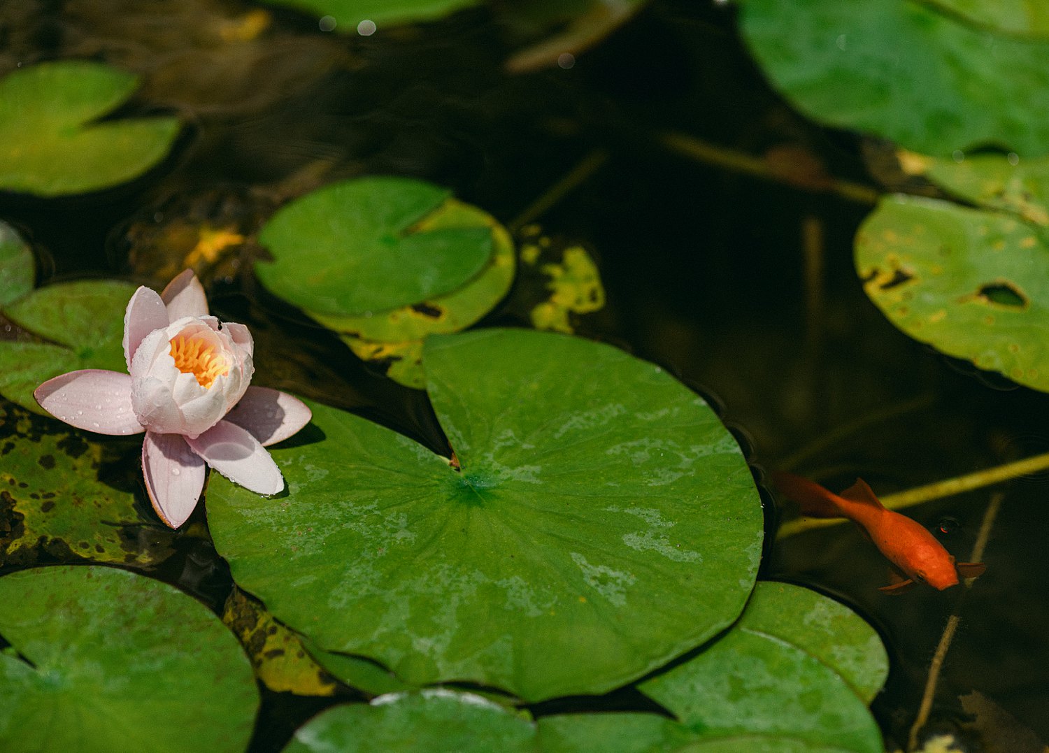 Green lily pads pink flower and orange fish