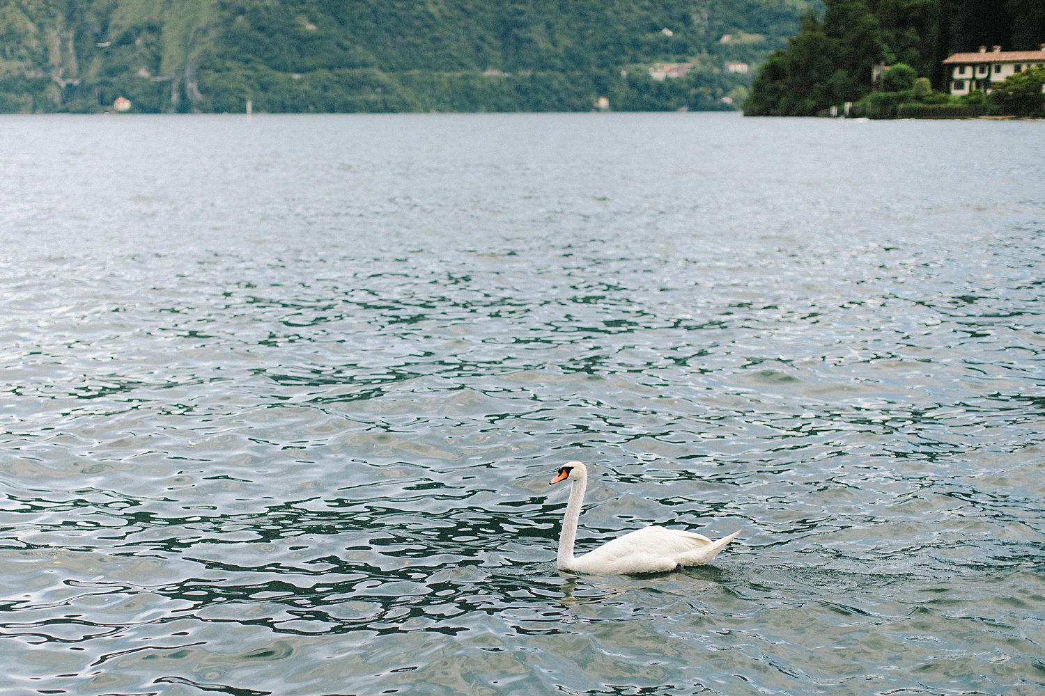 Swan on Lake Como Italy water