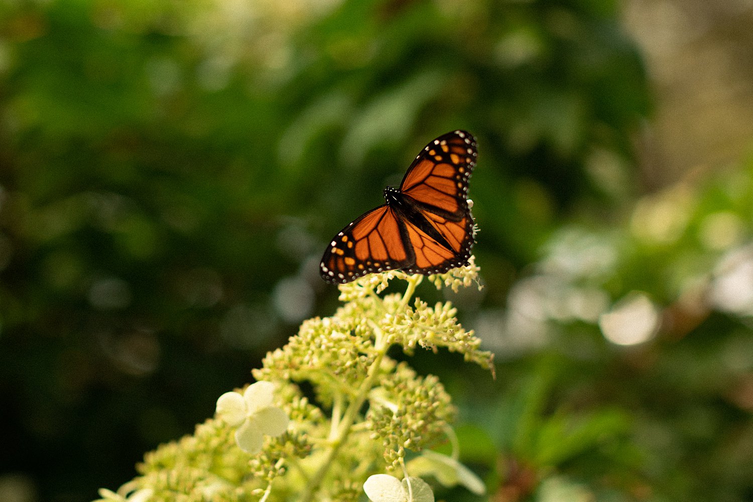 Monarch butterfly on green plant