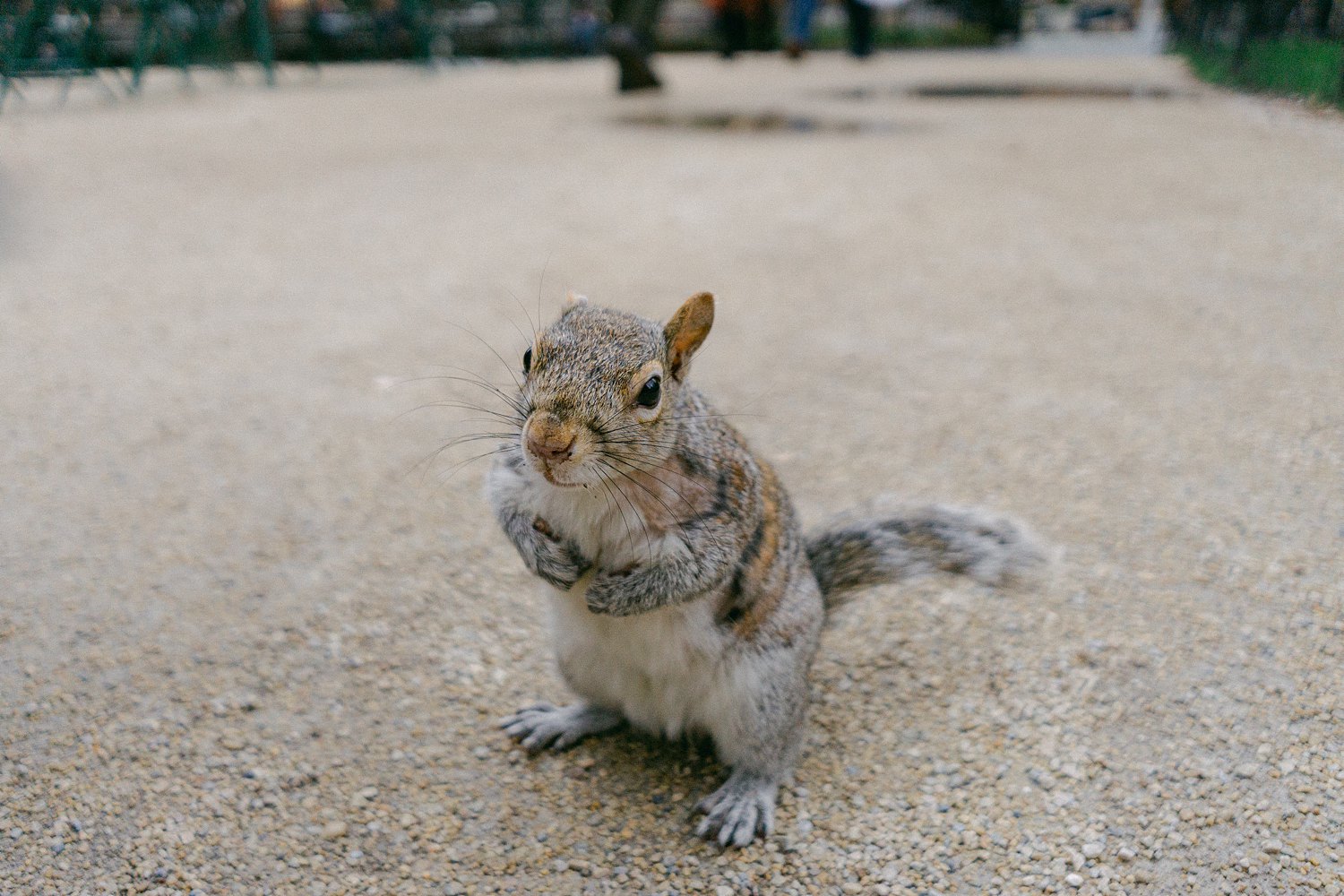 Squirrel standing on hand legs grey places to visit in new york