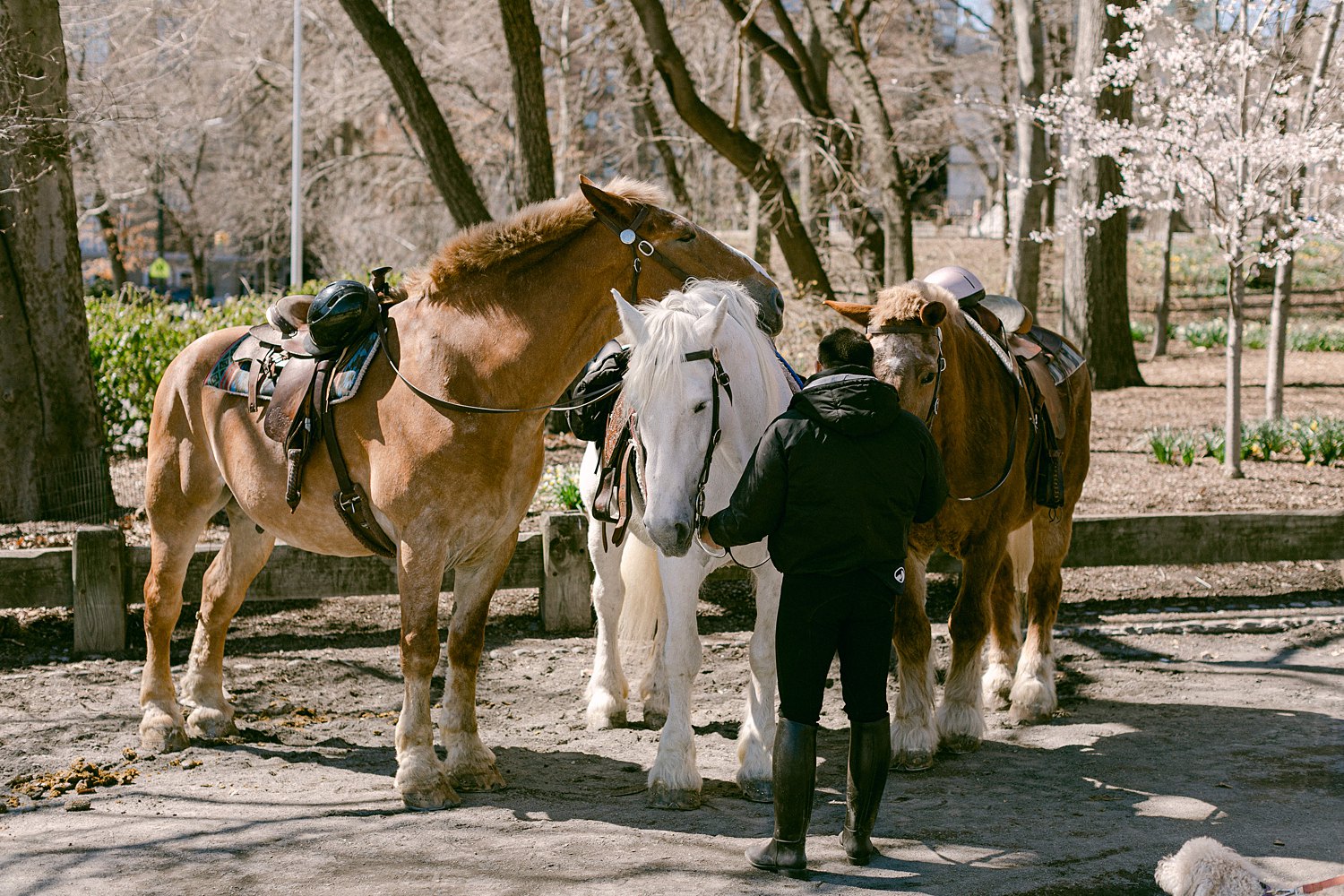 Horses in central Park NYC with man in all black