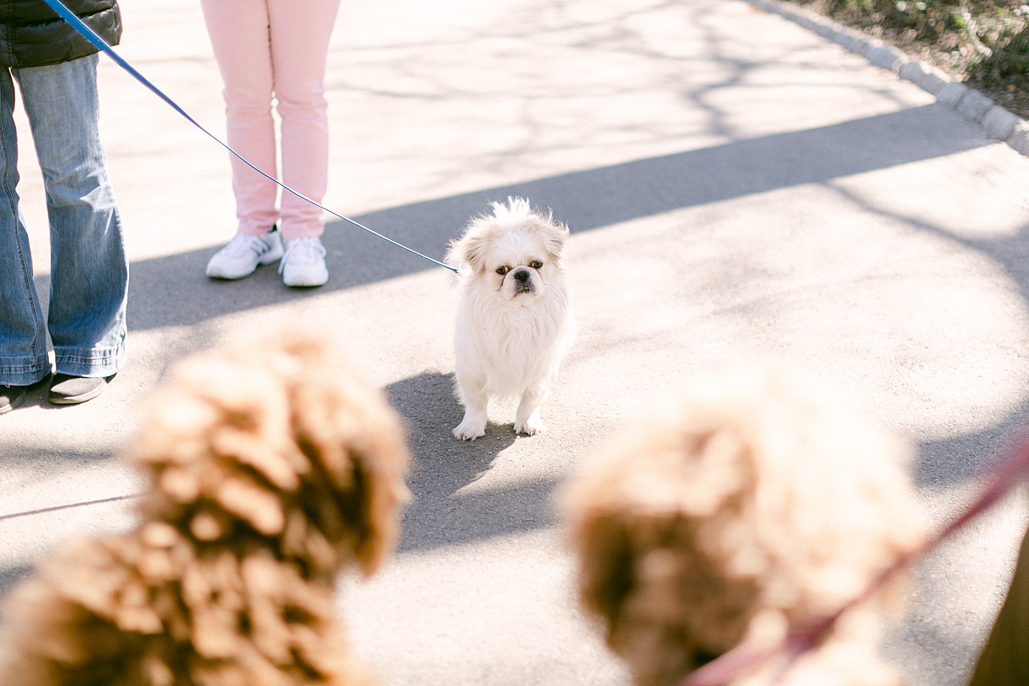 small white dog on leash looking at other dogs
