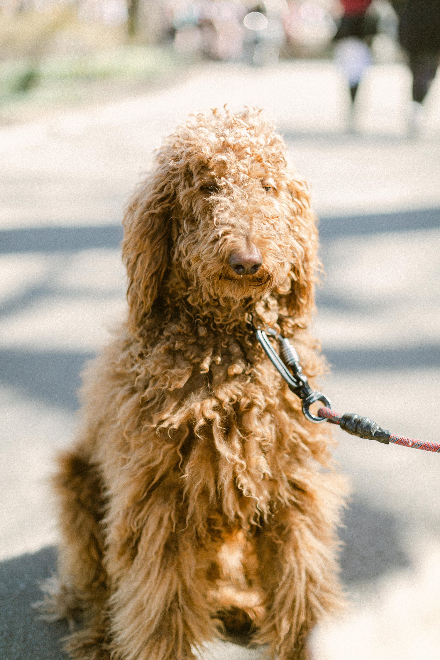 large golden poodle dog on leash in Central Park