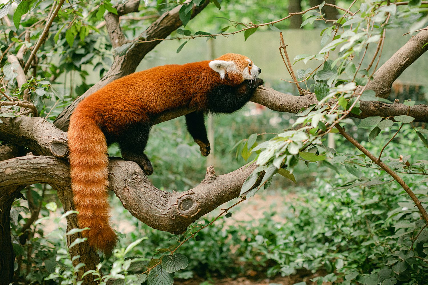 Red Panda laying on branch in forrest