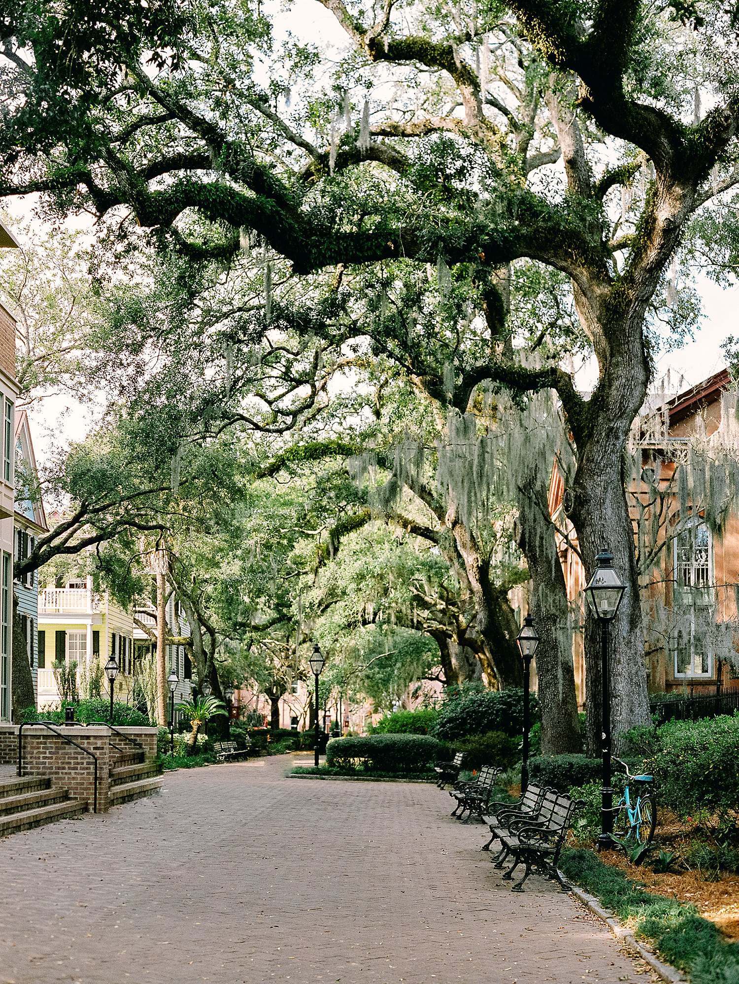 Treelined sidewalk on campus of the College of Charleston