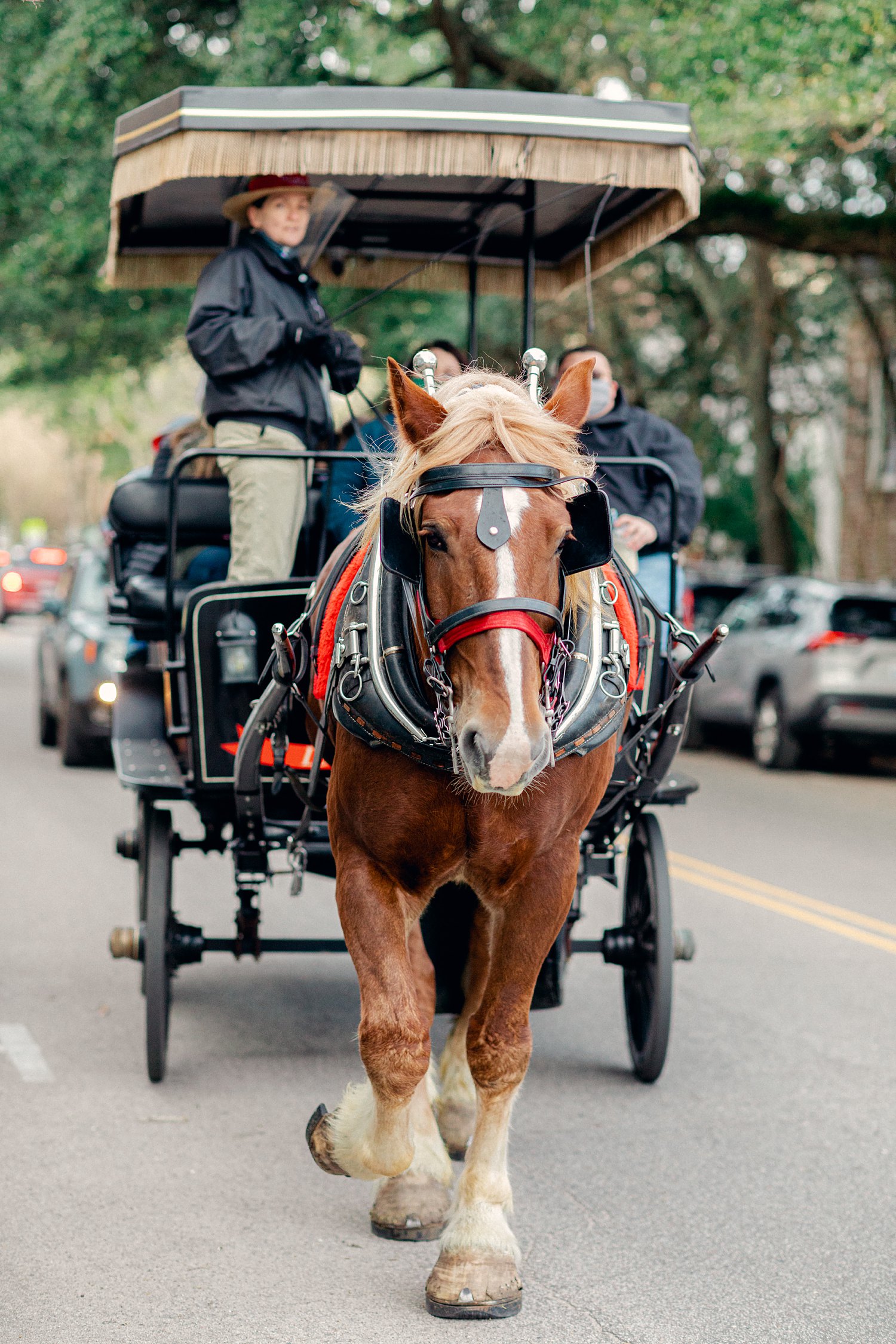 Horse drawn carriage on street in Charleston South Carolina
