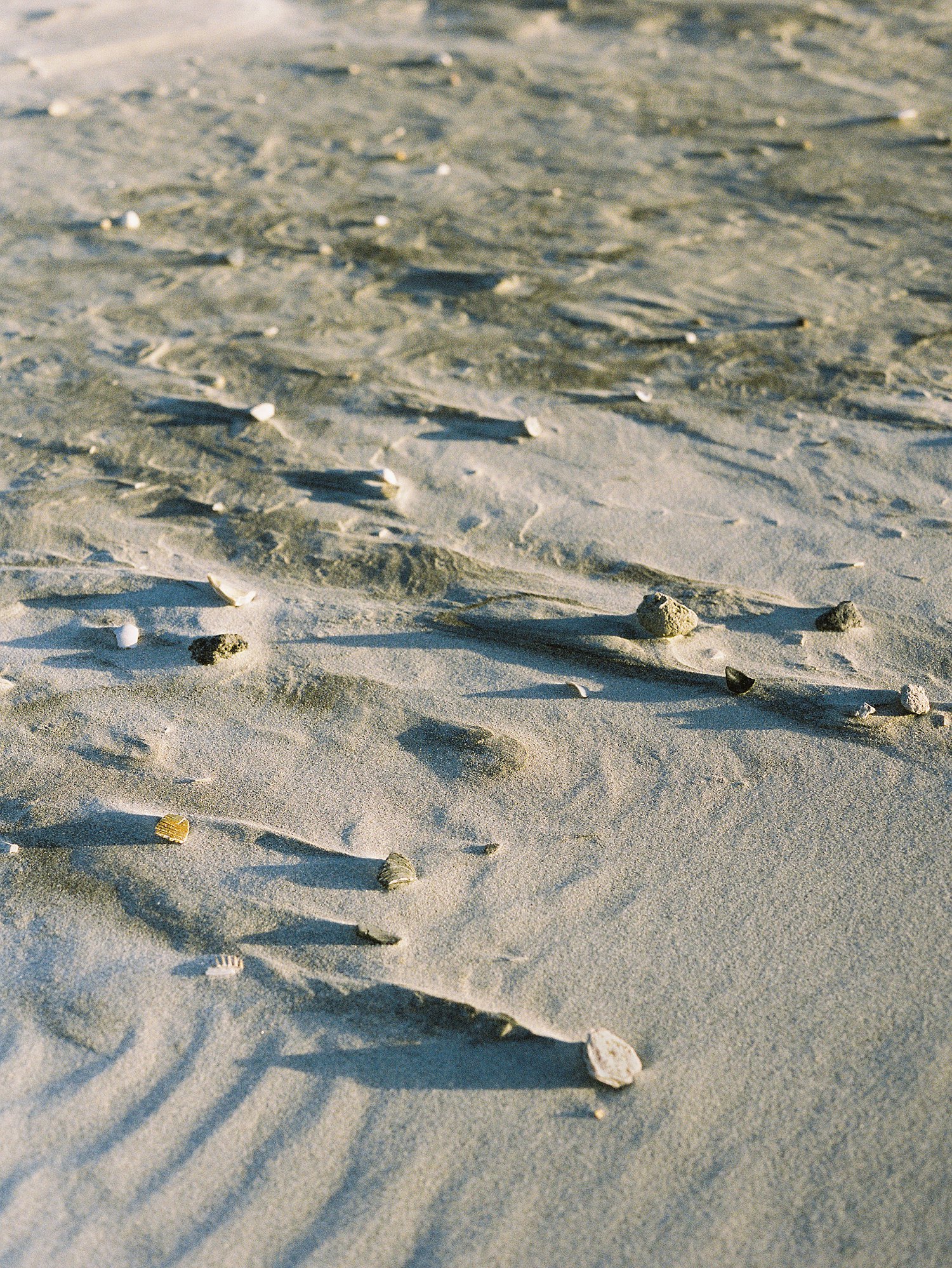 Seashells in sand on Folly Beach, South Carolina