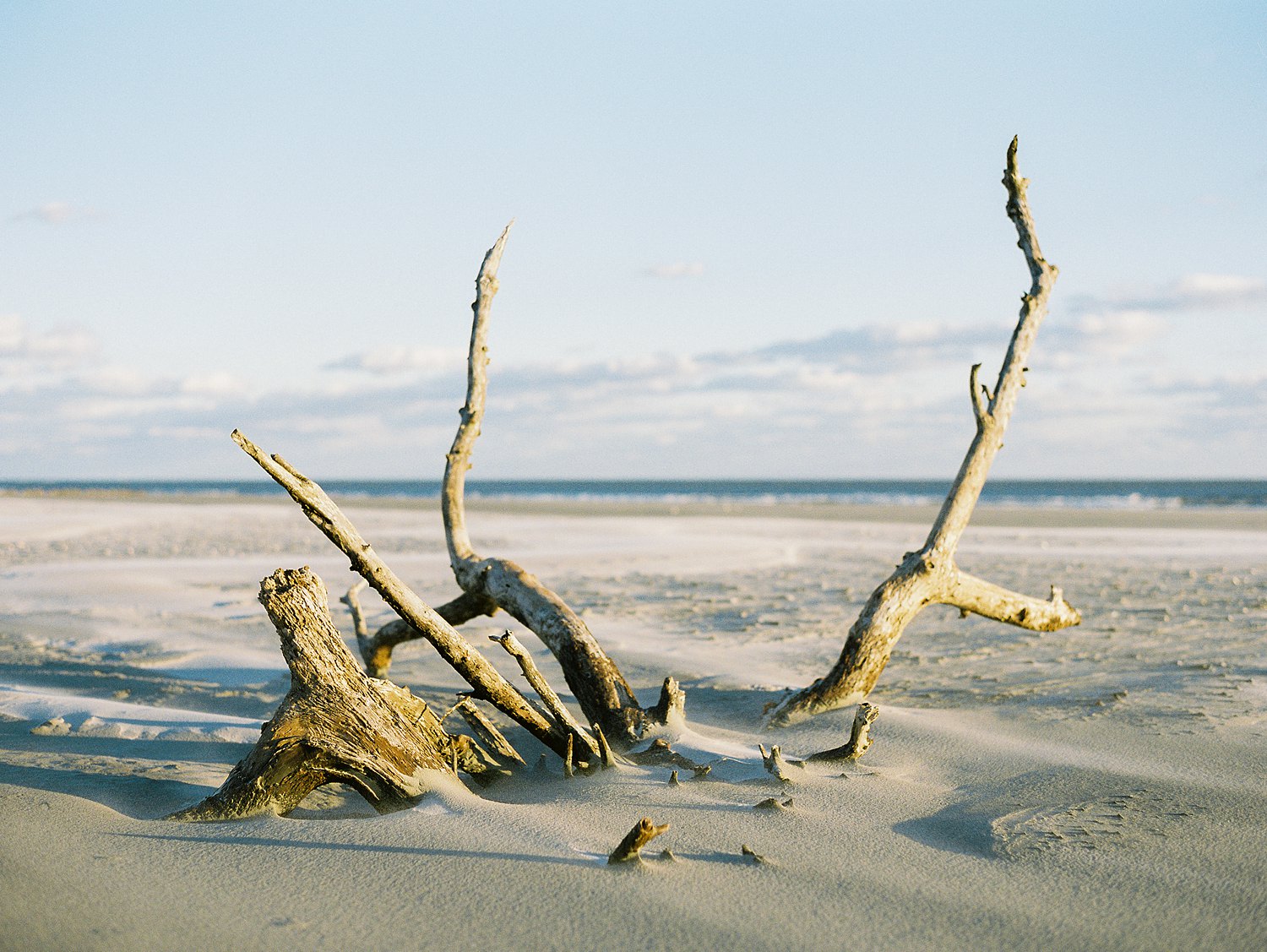 Folly beach with tree trunk in sand