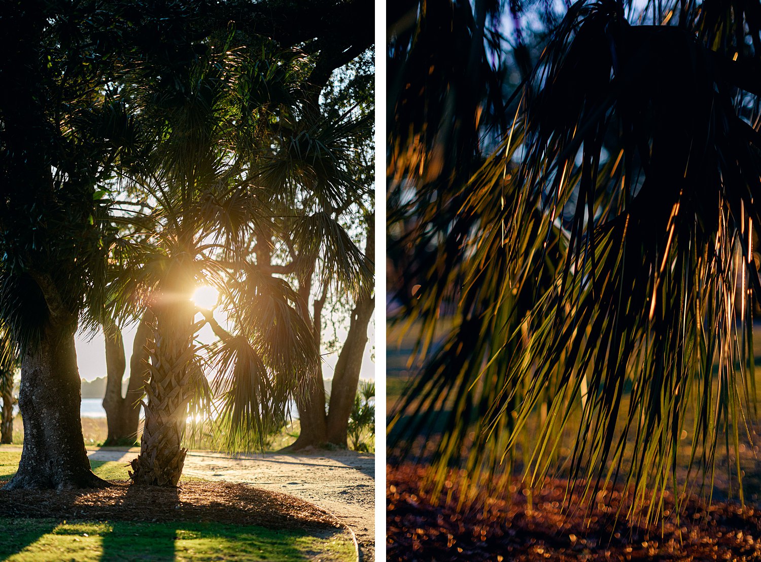 sunlight streaming through palms on Charleston river